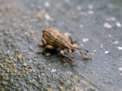 Episomus chinensis