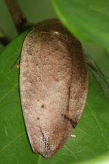 Pseudophoraspis nebulosa