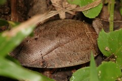 Pseudophoraspis nebulosa