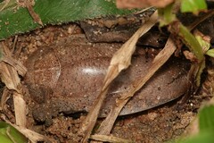 Pseudophoraspis nebulosa