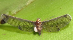 Epipyropidae