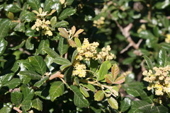 Searsia fastigata