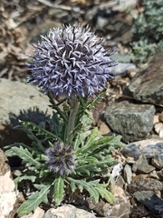 Echinops humilis