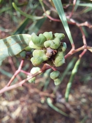 Dasineura glomerata