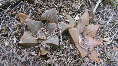 Image of Haworthia mutica by (c) James Deacon, some rights reserved (CC BY-SA)