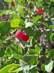 Lonicera microphylla