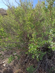 Lonicera microphylla