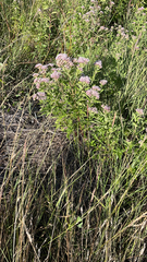 Eupatorium cannabinum