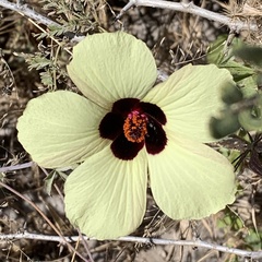 Hibiscus caesius