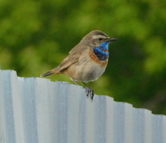 Luscinia svecica svecica