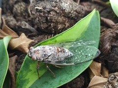 Lyristes plebejus