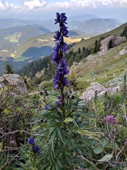 Aconitum tauricum
