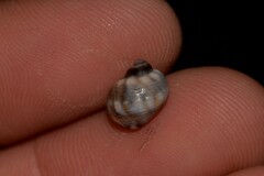 Echinolittorina australis