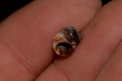 Echinolittorina australis