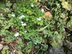 Thalictrum orientale
