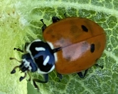 Hippodamia convergens