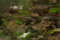 Ctenotus arcanus