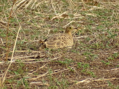 Pterocles quadricinctus