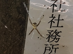 Argiope amoena