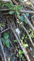 Holothrix parviflora