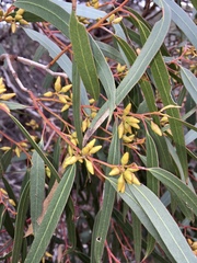 Eucalyptus oleosa oleosa