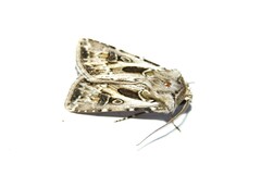 Agrotis vestigialis