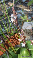 Holothrix parviflora