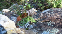 Holothrix parviflora