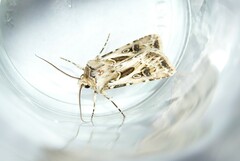 Agrotis vestigialis