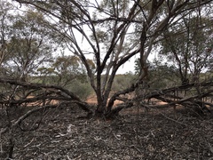 Eucalyptus oleosa oleosa