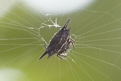 Gasteracantha mengei