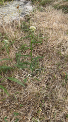 Achillea millefolium