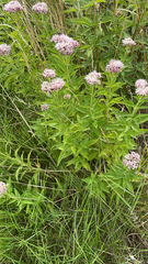 Eupatorium cannabinum