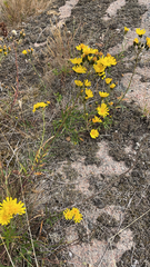 Hieracium umbellatum
