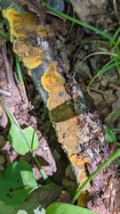 Crustodontia chrysocreas