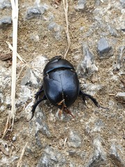 Sericotrupes niger