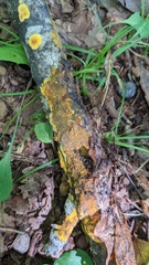 Crustodontia chrysocreas