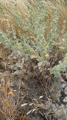 Artemisia absinthium