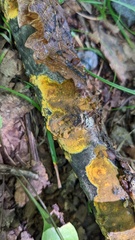 Crustodontia chrysocreas