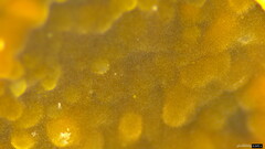 Crustodontia chrysocreas