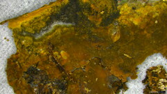 Crustodontia chrysocreas