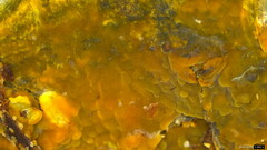 Crustodontia chrysocreas