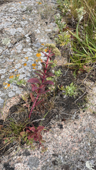 Hylotelephium maximum