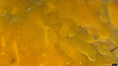 Crustodontia chrysocreas