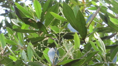 Brachylaena glabra