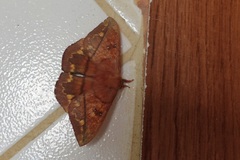 Lonomia columbiana
