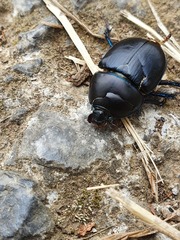 Sericotrupes niger