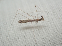 Empicoris vagabundus