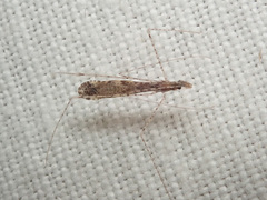 Empicoris vagabundus