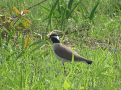 Vanellus tectus